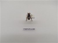 藏品(姬馬蜂)的圖片